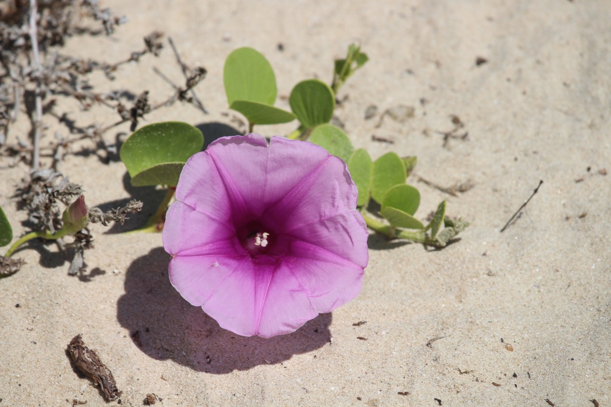 Ipomoea